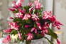 A christmas cactus with flowers of pink-edged white petals