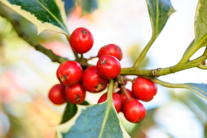 Red holly berries and foliage