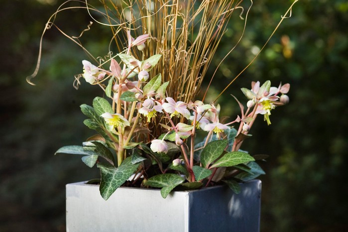 Hellebore and carex container display