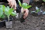 How to grow cabbages - planting them out