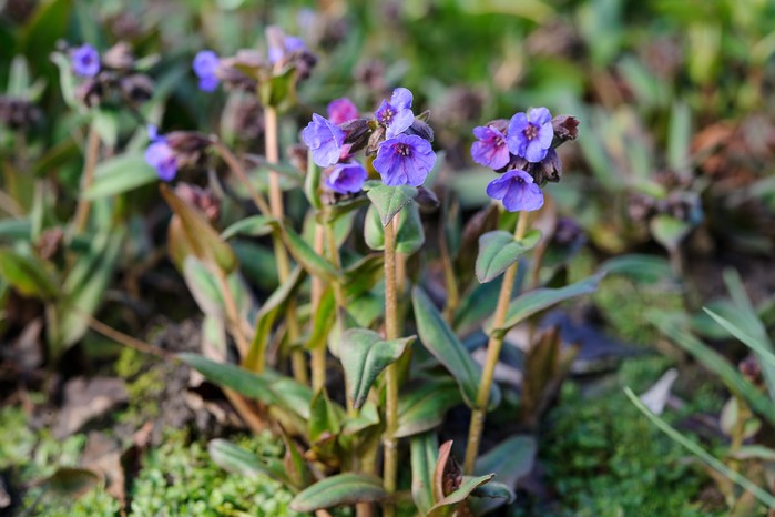 Purple lungwort flowers
