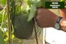 Monty Don's outdoor melon trial (part three)