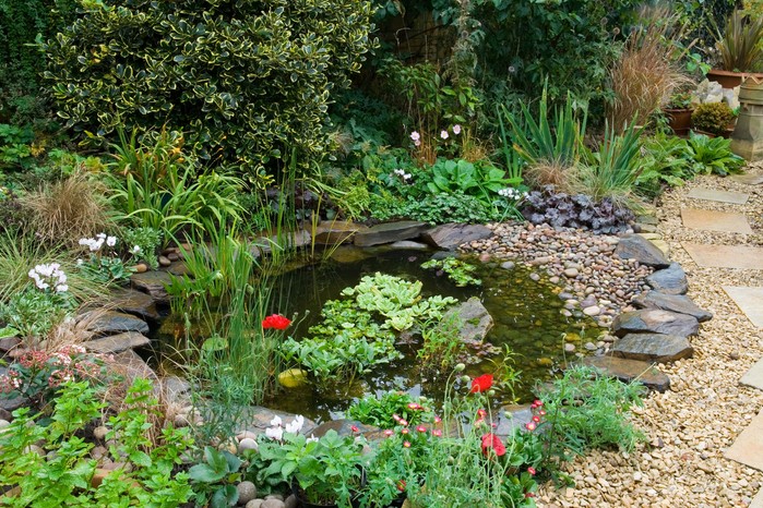 Small garden pond with surrounding planting