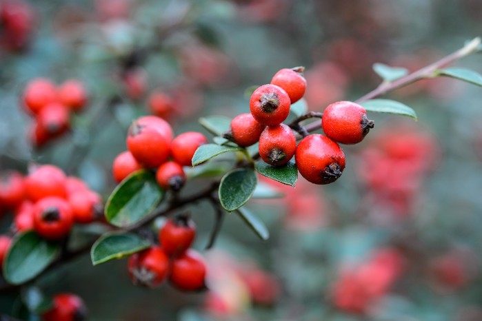 Red cotoneaster berries