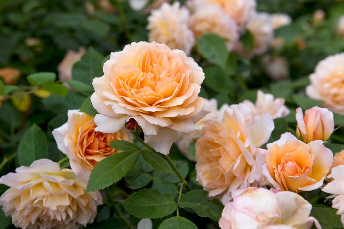 Pale-apricot rose 'Grace'