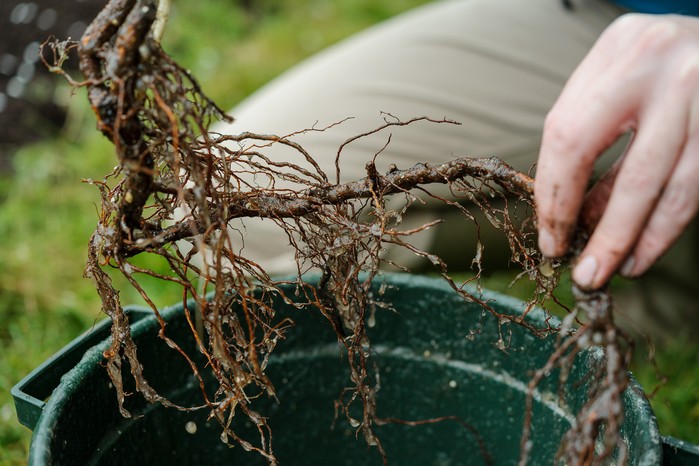 Wetting roots of a raspberry cane before planting
