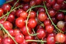 How to grow blackcurrants, redcurrants and whitecurrants