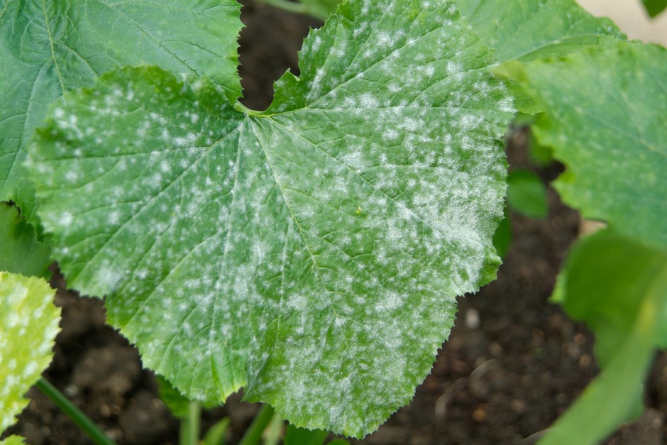 A white powdery mildew infected leaf