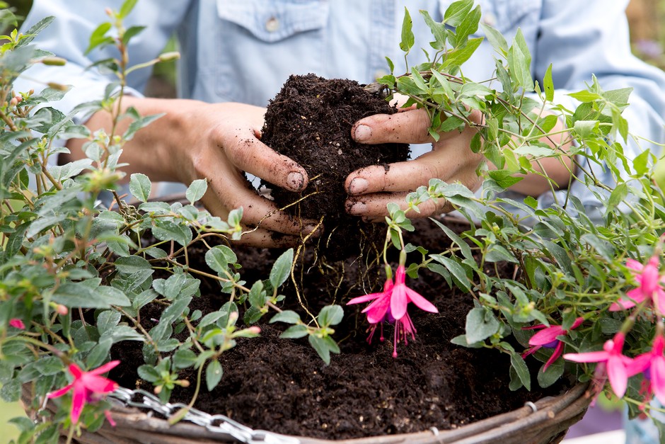 Planting hardy fuchsia in a hanging basket. Sarah Cuttle