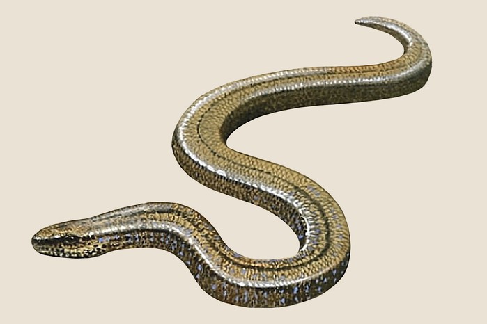 Slow worm (Anguis fragilis) illustration