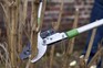 Pruning a buddleia with long-handled secateurs
