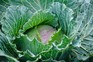 How to grow cabbages