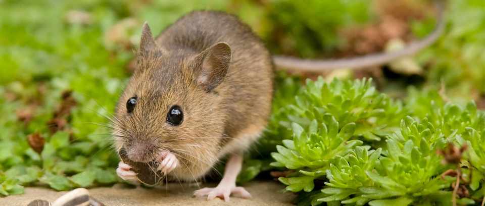 Field mouse eating seeds in garden. Getty images