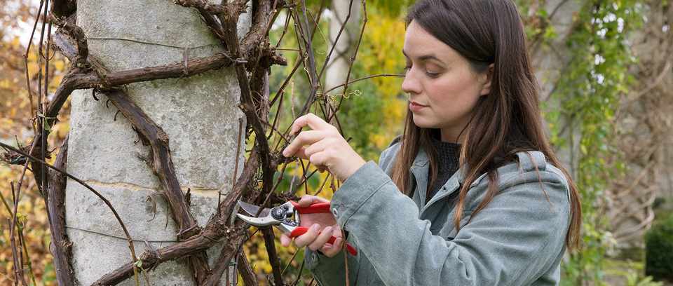 Pruning in December with Frances Tophill