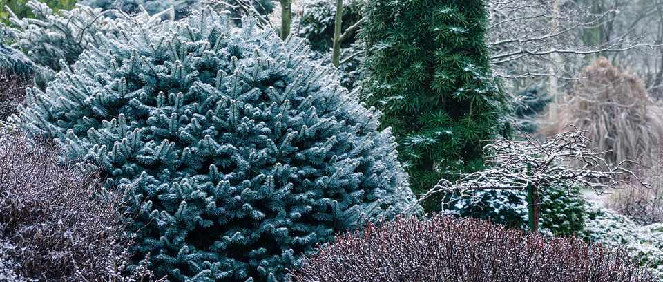 Plants for a purpose: Evergreens