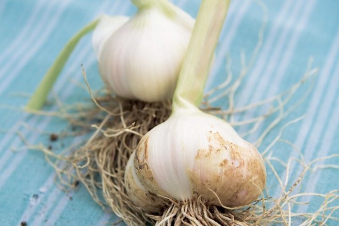 Garlic 'Solent White'
