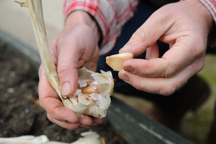Splitting a garlic bulb into cloves