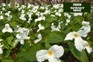 How to grow trilliums