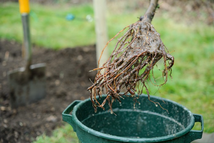 Bare-root tree prior to planting
