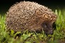 Hedgehog at night - Getty Images