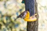 Getty Images: Lesser redpoll on a bird feeder
