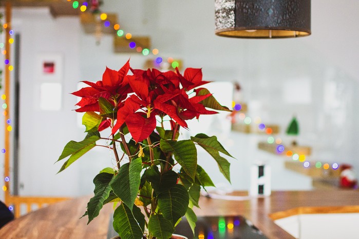 Poinsettia with festive indoor lights behind. Getty images