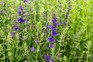 How to grow hyssop, Hyssopus officinalis