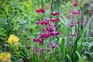 Primula pulverulenta is an easy-to-grow primula that requires moist soil