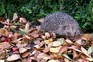 Hedgehog snuffling in autumn leaves