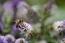 Honeybee on Hebe Addenda Donna