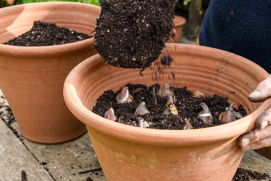 After planting your bulbs, don't be tempted to feed them as they don't need it