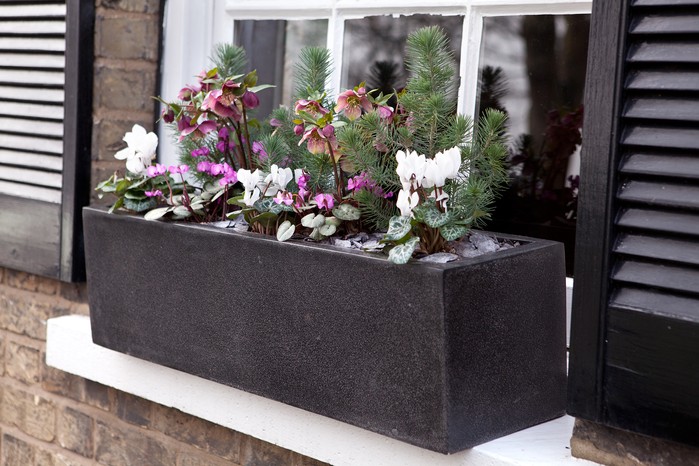 Windowsill container planted up with winter-flowering plants