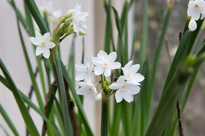 Paper white narcissus flowers