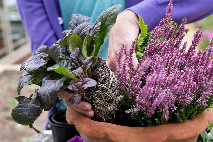 Planting Ajuga in a pot with heather
