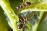 Ants farming aphids. Getty Images
