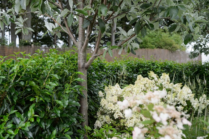 Tree, hedge and shrub in a wildlife garden