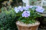 How to grow hydrangeas - hydrangea growing in a pot