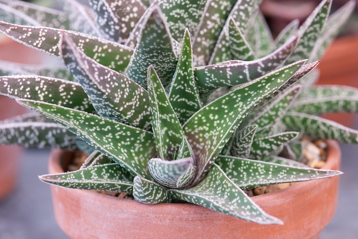 Best house plants to grow - succulents and cacti