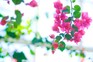 How to grow bougainvillea. Getty.