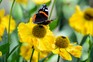 Helenium 'El Dorado' with red admiral butterfly