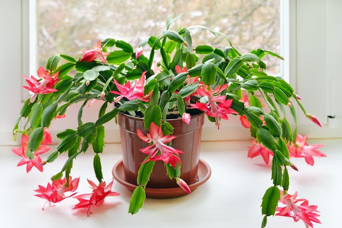 Christmas cactus (Schlumbergera) in pot. Getty Images