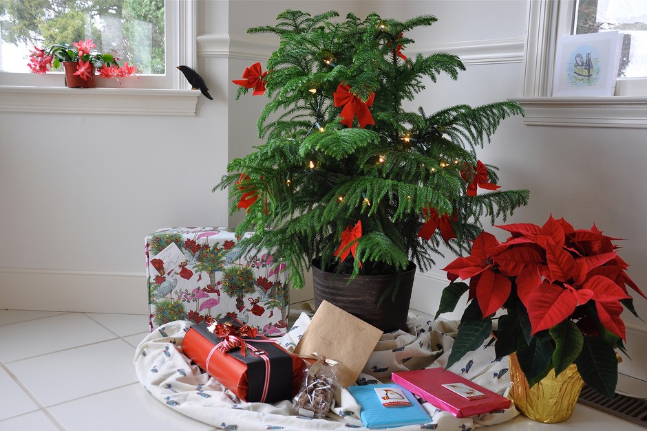 Presents beneath a Norfolk Island pine tree. Getty Images