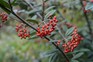 How to grow cotoneaster - Cotoneaster rhytidophyllus