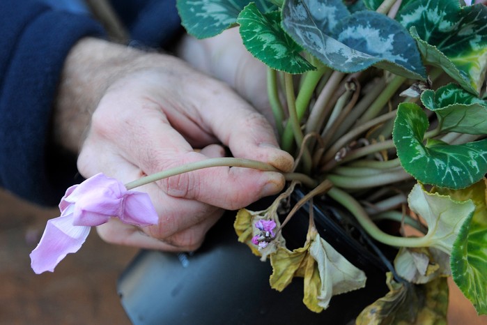 How to grow indoor cyclamen – deadheading Cyclamen persicum