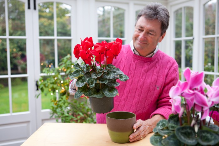 How to grow indoor cyclamen – Alan Titchmarsh planting Cyclamen persicum