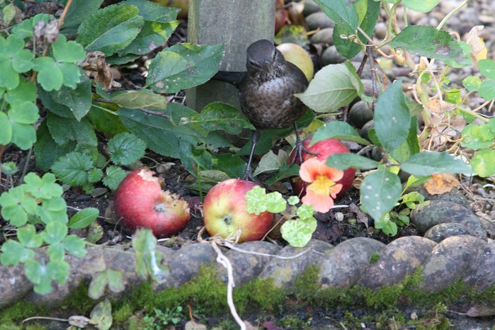 Types of bird food - blackbird eating fallen apples