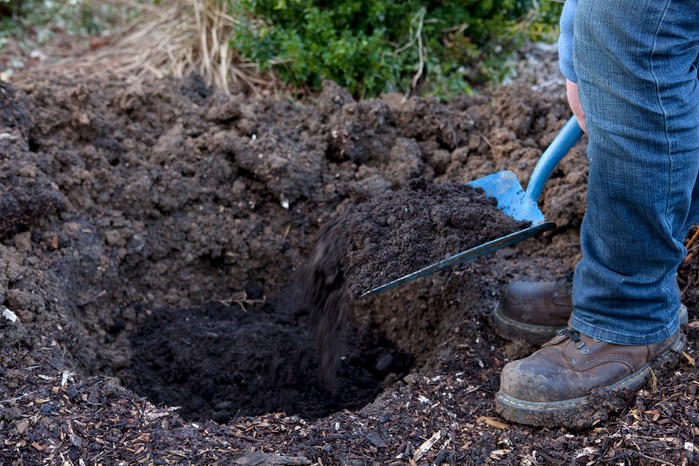 Digging a hole to plant deutzia