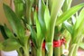 How to grow lucky bamboo – Dracaena sanderiana. Getty Images