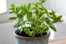 Mint plant growing in a pot