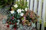 Christmas container displays